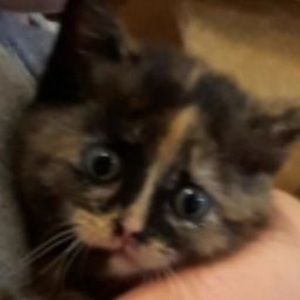 Meet your Posher, Calli